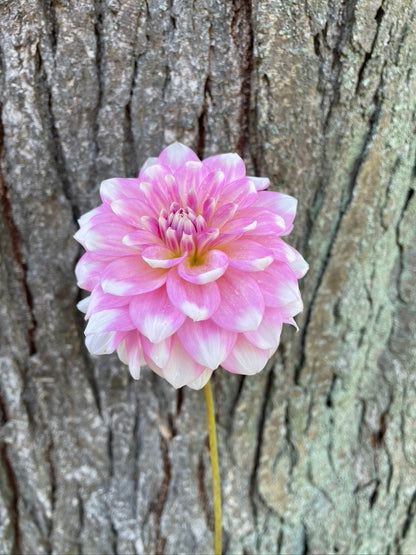 2025 Seedling PNC/A La Mode