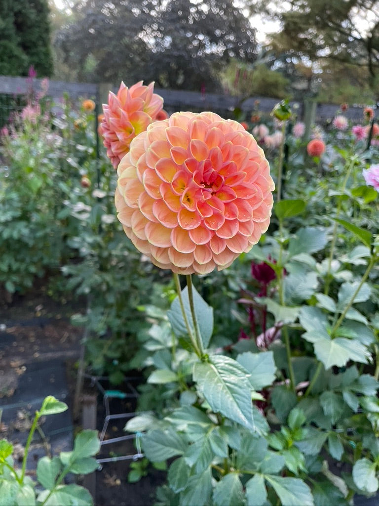 2025 Seedling KA's® Boho Peach