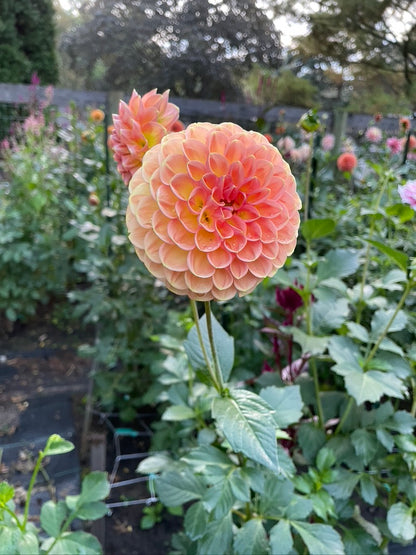2025 Seedling KA's® Boho Peach