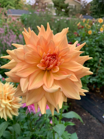 Bundle - New to Dahlias (9 Tubers)