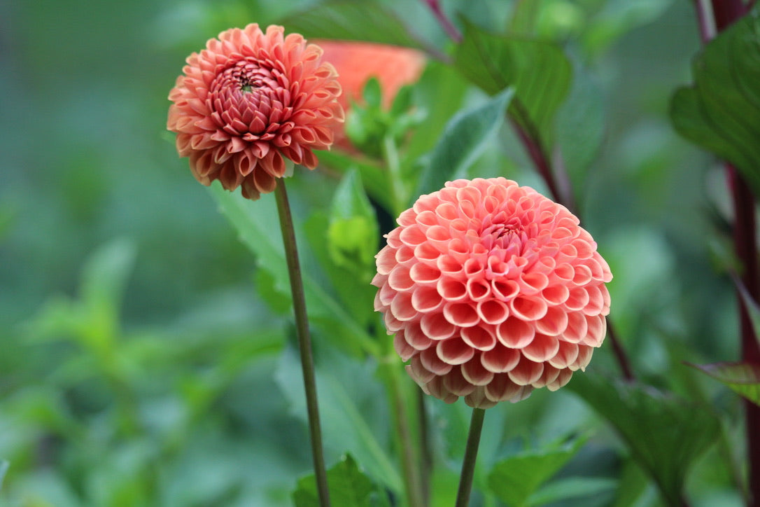 Bundle - New to Dahlias (9 Tubers)