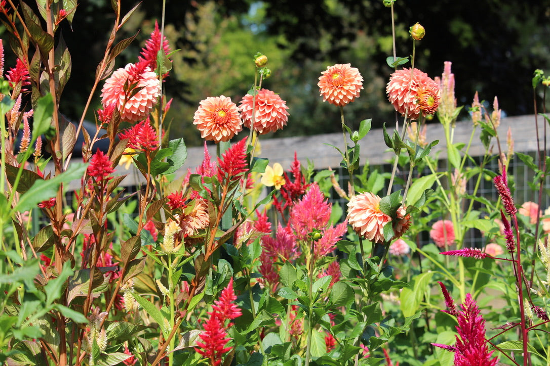 Celosia Seeds - Floret Mix