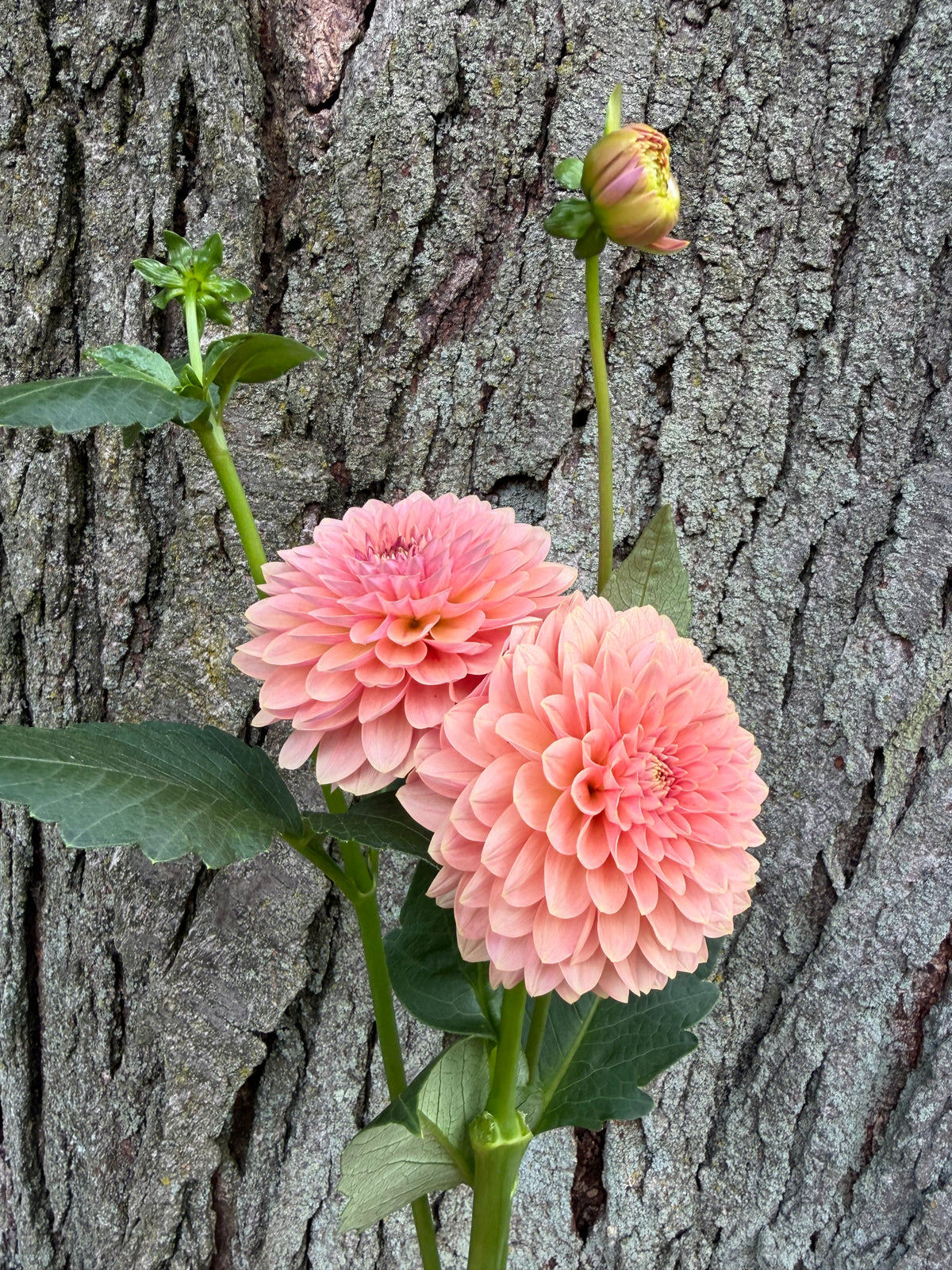KA's® Boho Peach