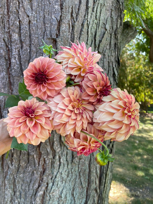 Dahlia Seeds - KA's®