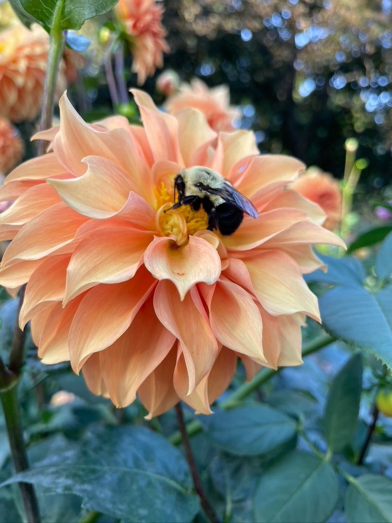 Dahlia Seeds - Formal, Informal, Ball, Semi-Cactus, Waterlily and Stellar