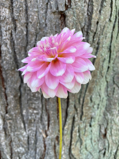 2025 Seedling PNC/A La Mode