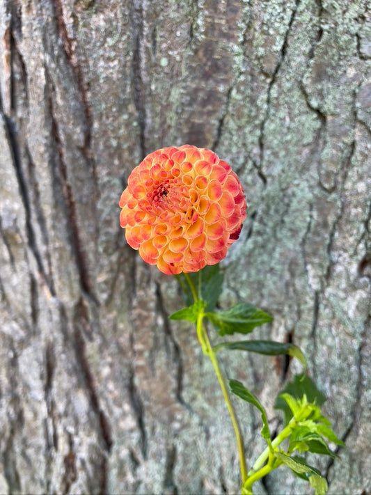 Dahlia Seeds - Pompon Mix