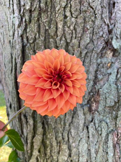 2025 Seedling KA's® Mocha Katie