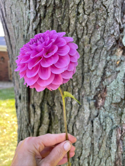 2025 Seedling KA's® Mocha Katie