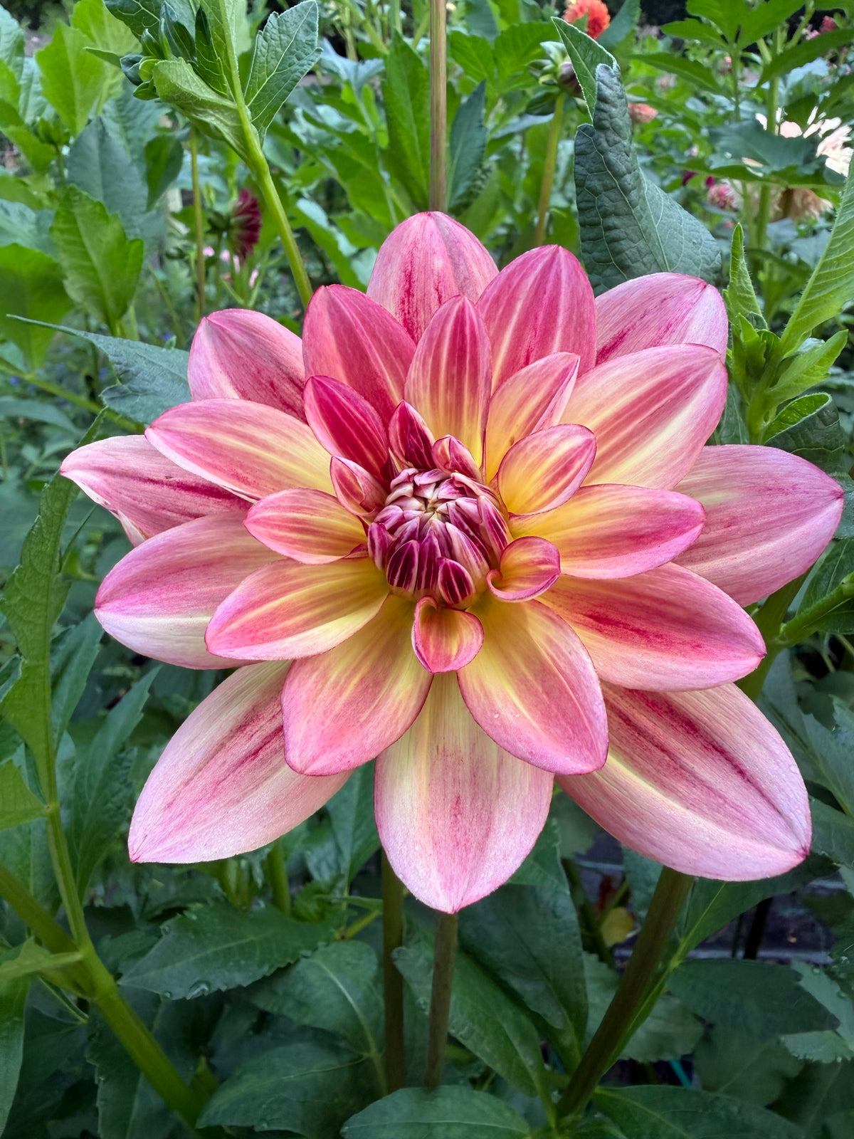 Happy Butterfly