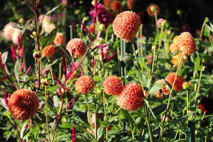 Bundle - New to Dahlias (9 Tubers)