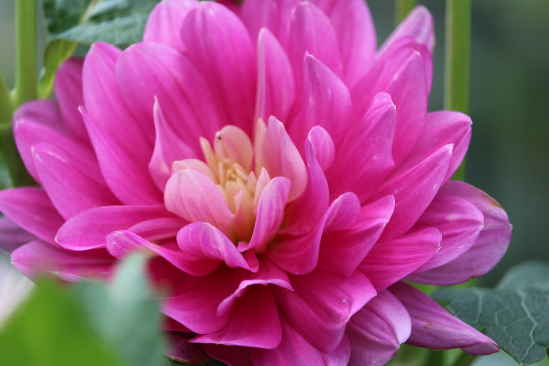 HollyHill Pink Martini