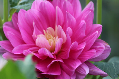 HollyHill Pink Martini