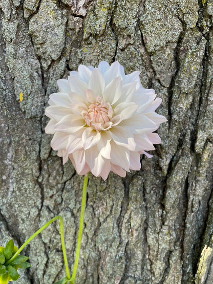 Bloomquist Bundle II (6 tubers)