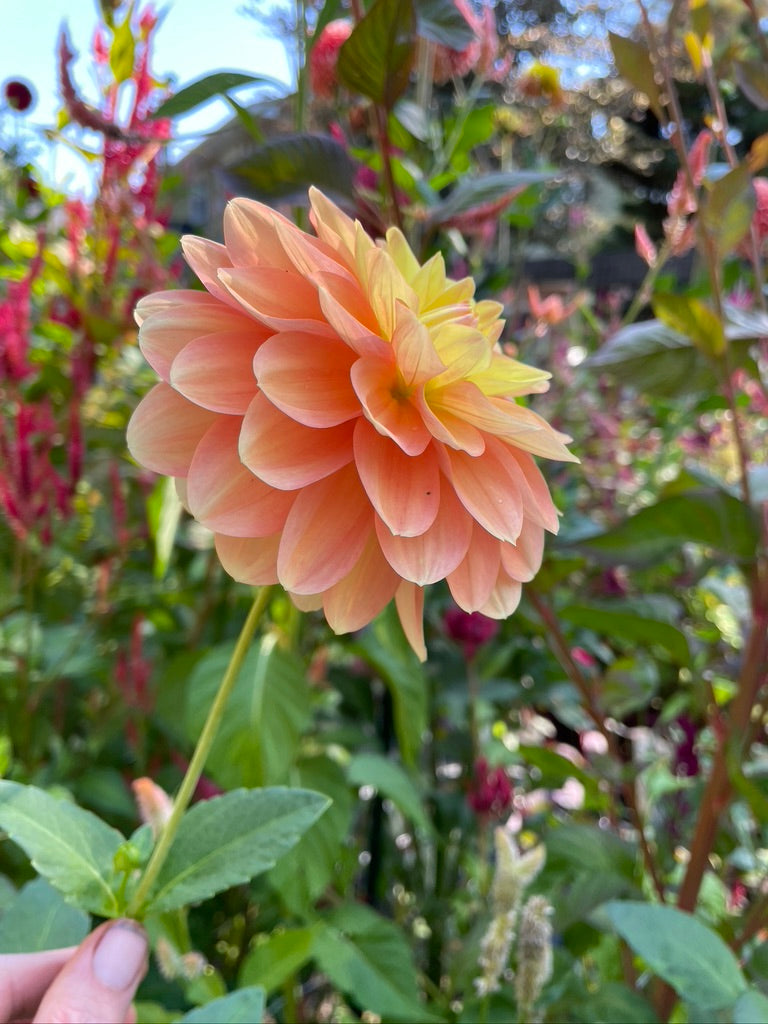 2025 Seedling PNC/A la Mode