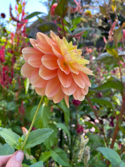 2025 Seedling PNC/A la Mode