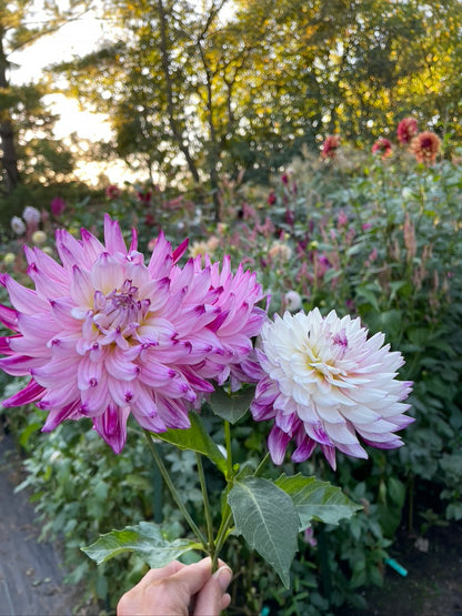 Bundle - New to Dahlias (9 Tubers)