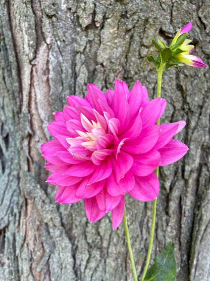 HollyHill Pink Martini