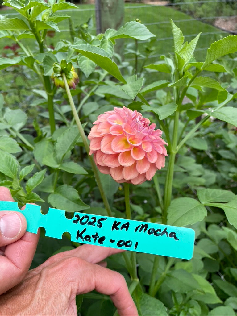 2025 Seedling KA's® Mocha Katie 001