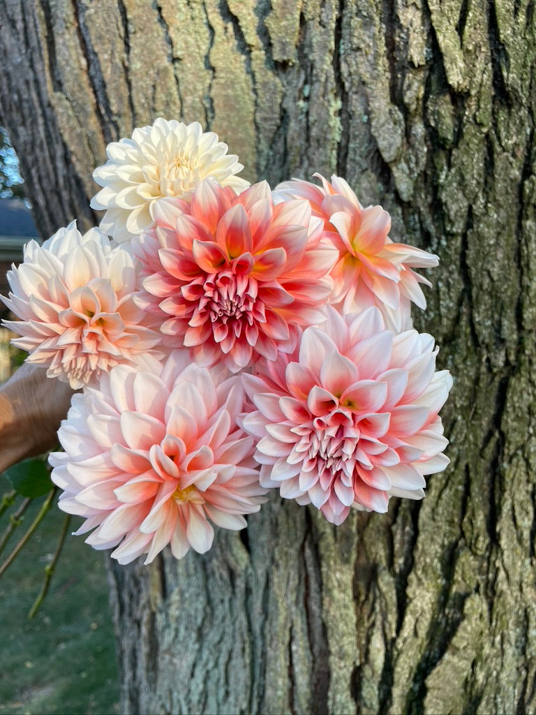 Lee's Pineberry Trifle