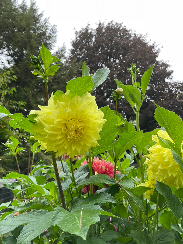 Penhill Yellow Queen