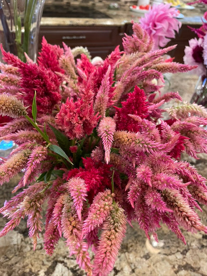Celosia Seeds - Floret Mix
