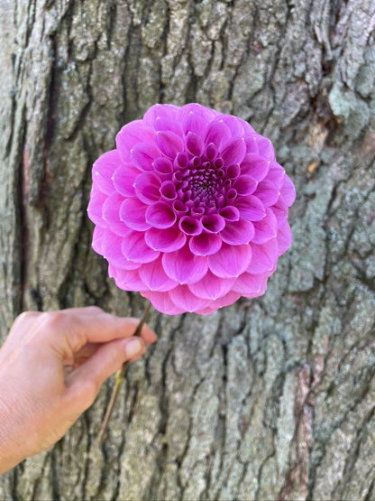 2025 Seedling KA's® Mocha Katie