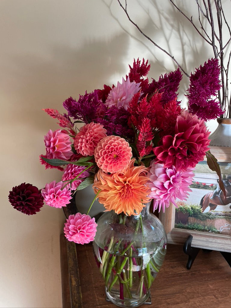 Celosia Seeds - Floret Mix