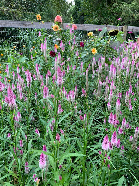 Celosia Seeds - Flamingo Feather