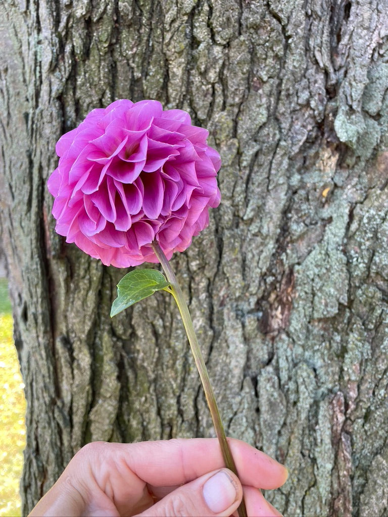 2025 Seedling KA's® Mocha Katie