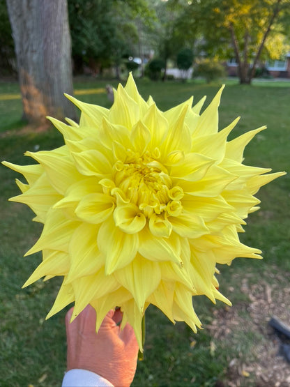 Penhill Yellow Queen