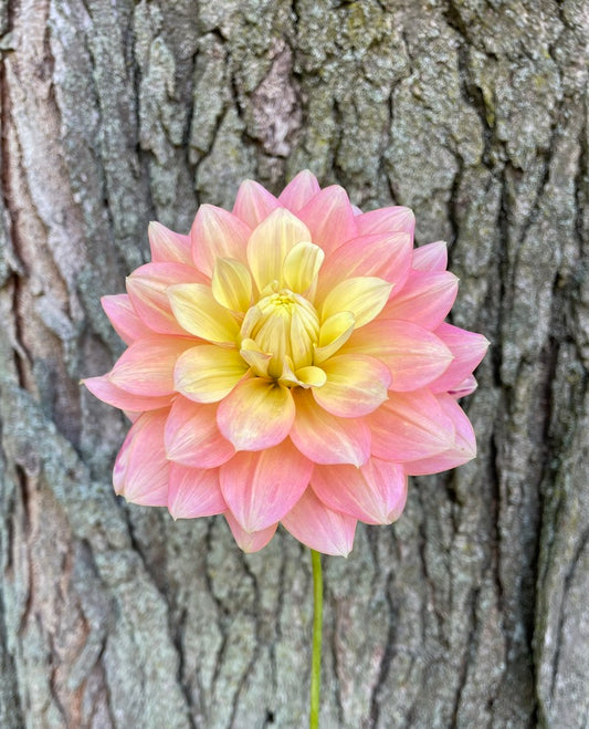 Dahlia Seeds - Peaches and Dreams