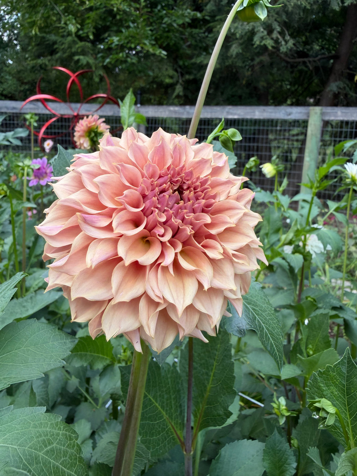 KA's® Coral Sea Dahlia Seeds