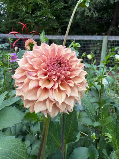 KA's® Coral Sea Dahlia Seeds