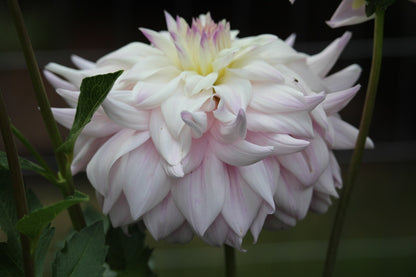 Bundle - New to Dahlias (9 Tubers)
