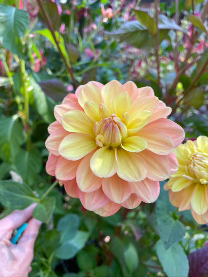 2025 Seedling PNC/A la Mode