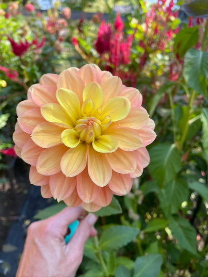 2025 Seedling PNC/A la Mode