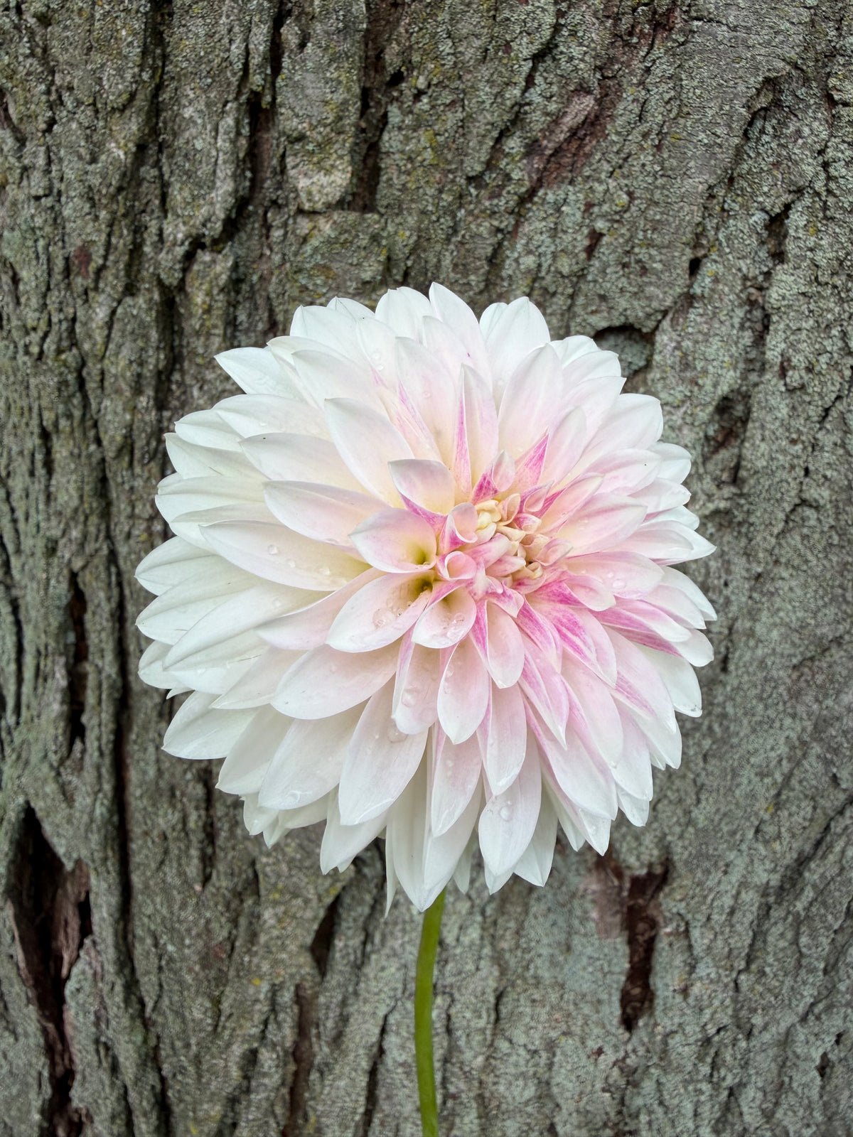 KA's® Rose Quartz Dahlia Seeds