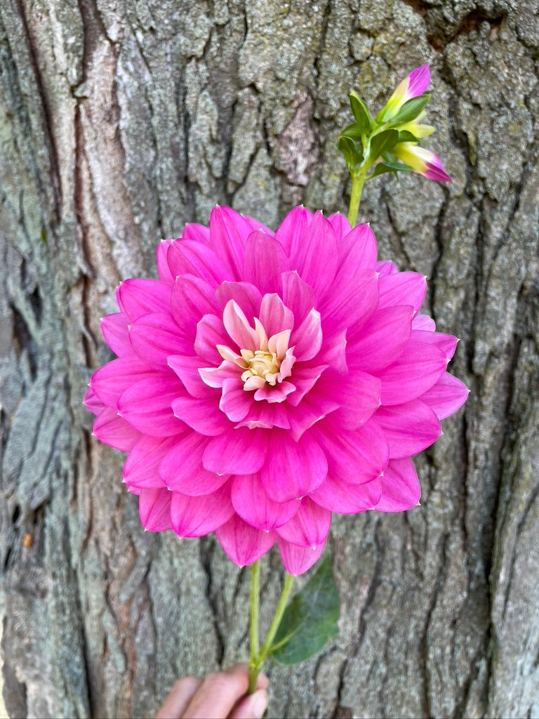 HollyHill Pink Martini