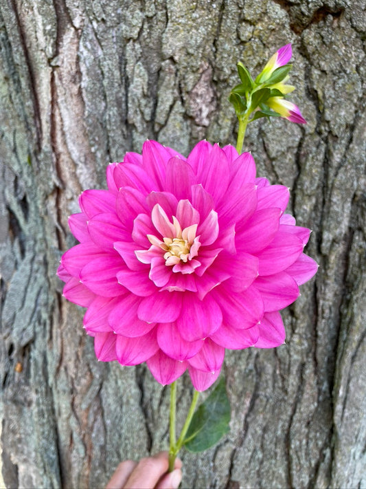 HollyHill Pink Martini