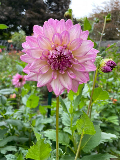 2024 Seedling Coralie