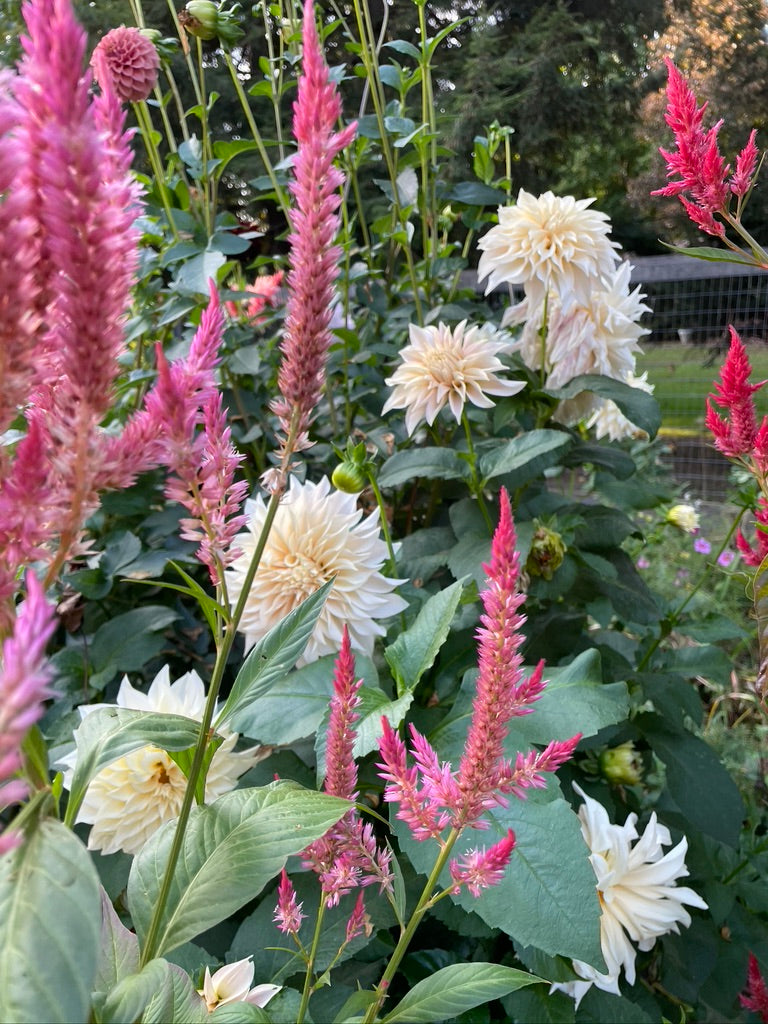 Celosia Seeds - Floret Mix