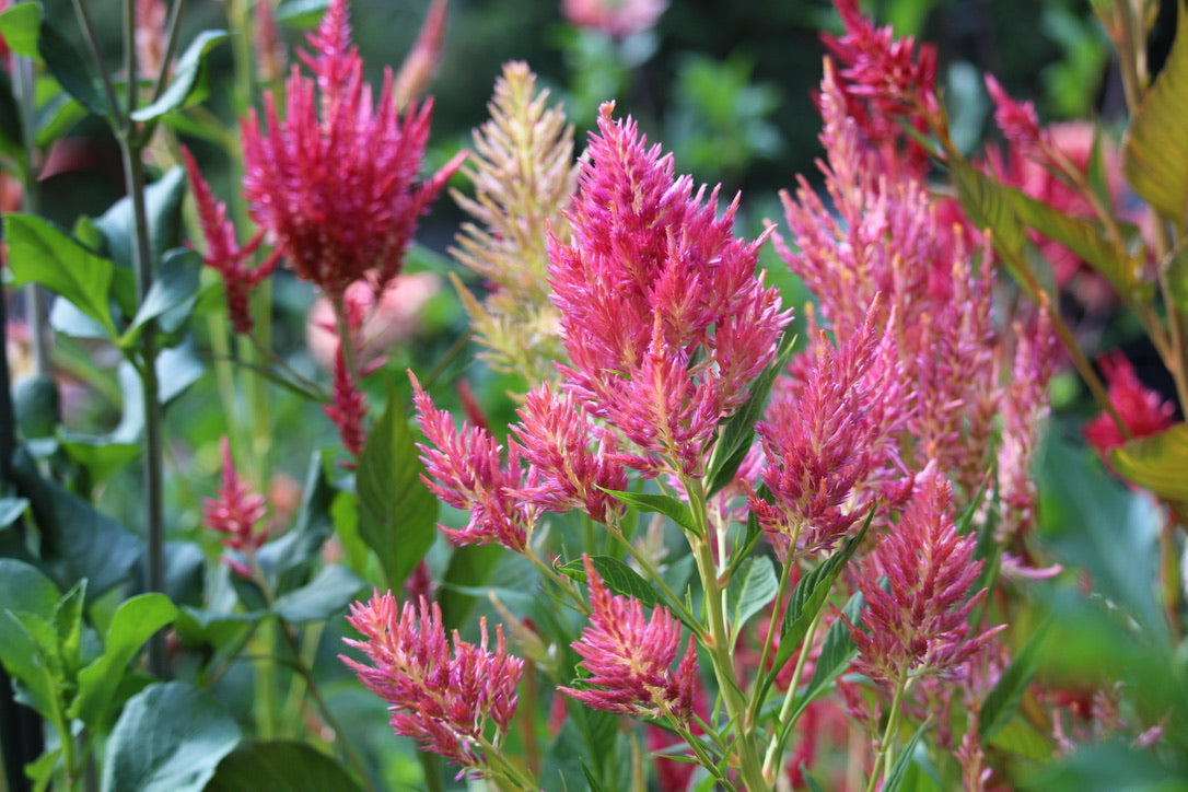 Celosia Seeds - Floret Mix