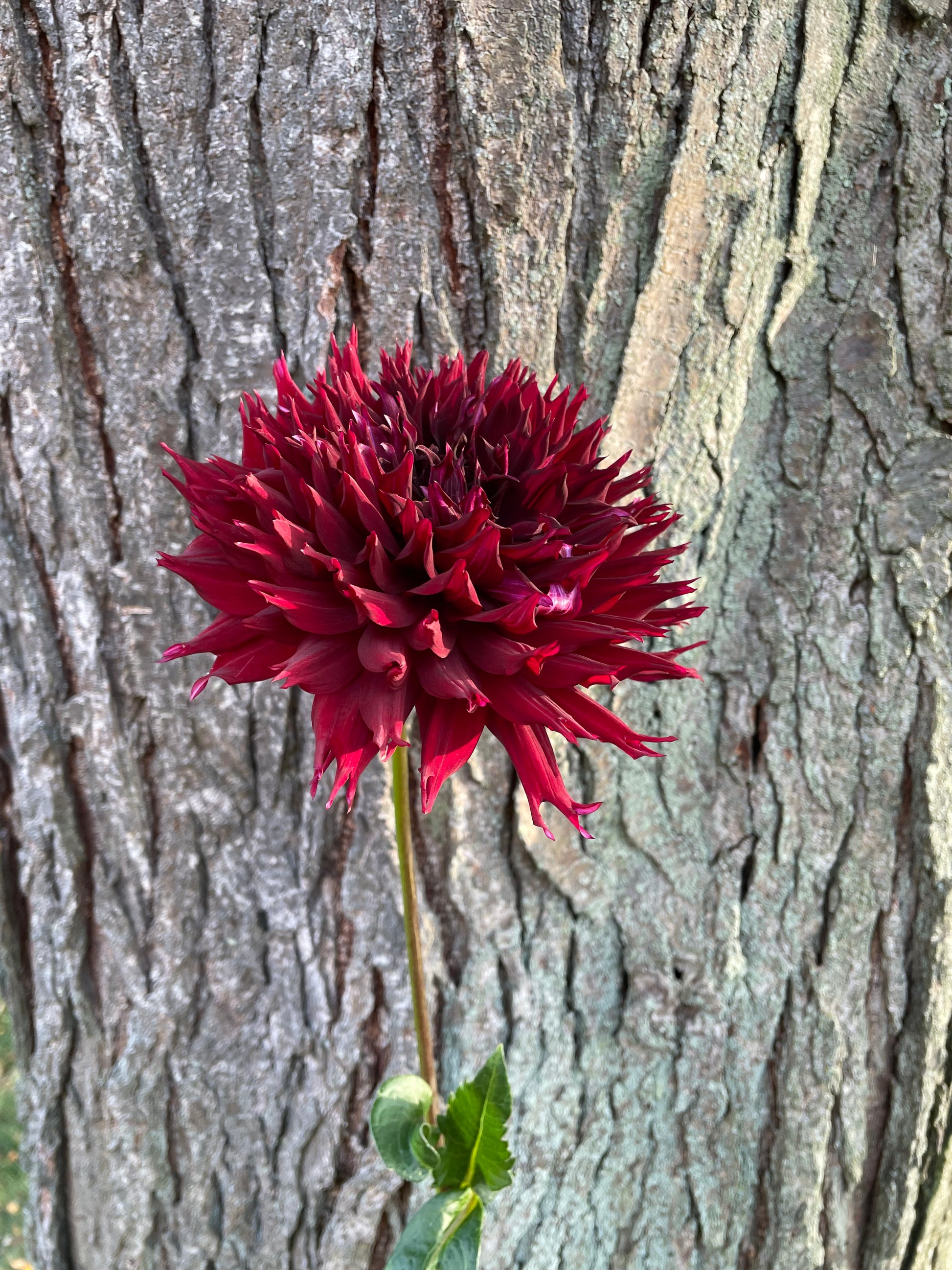 Macop Kenora Macop-B – Good One Flowers