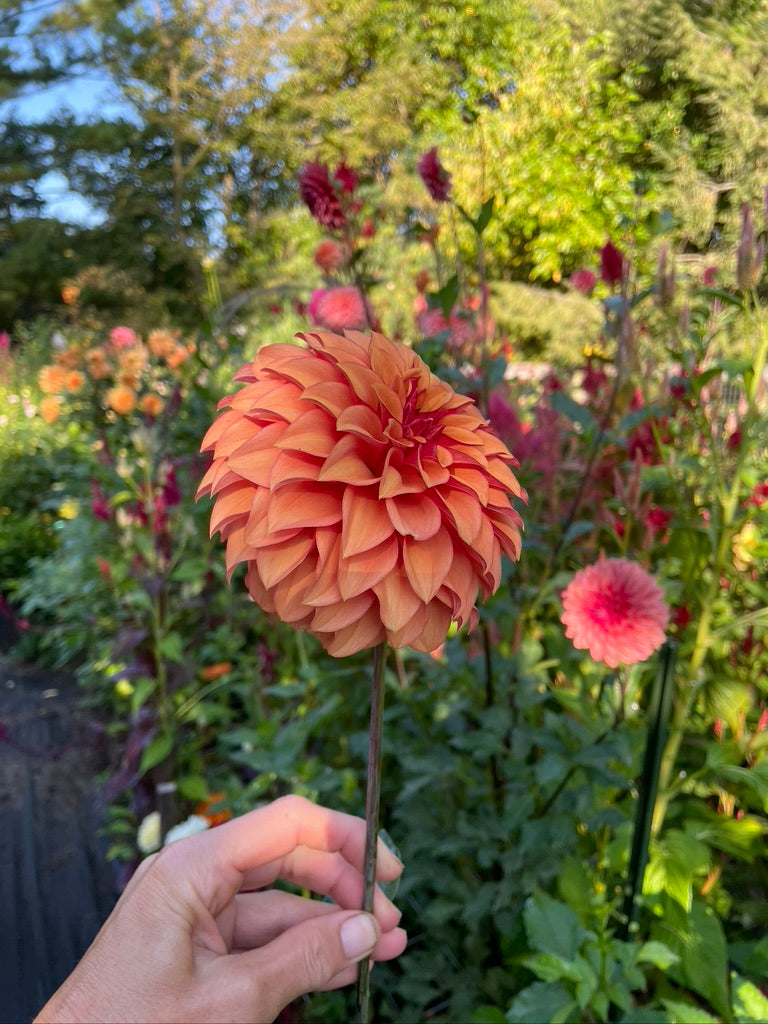 2025 Seedling KA's® Mocha Katie