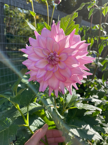 2024 Seedling Coralie