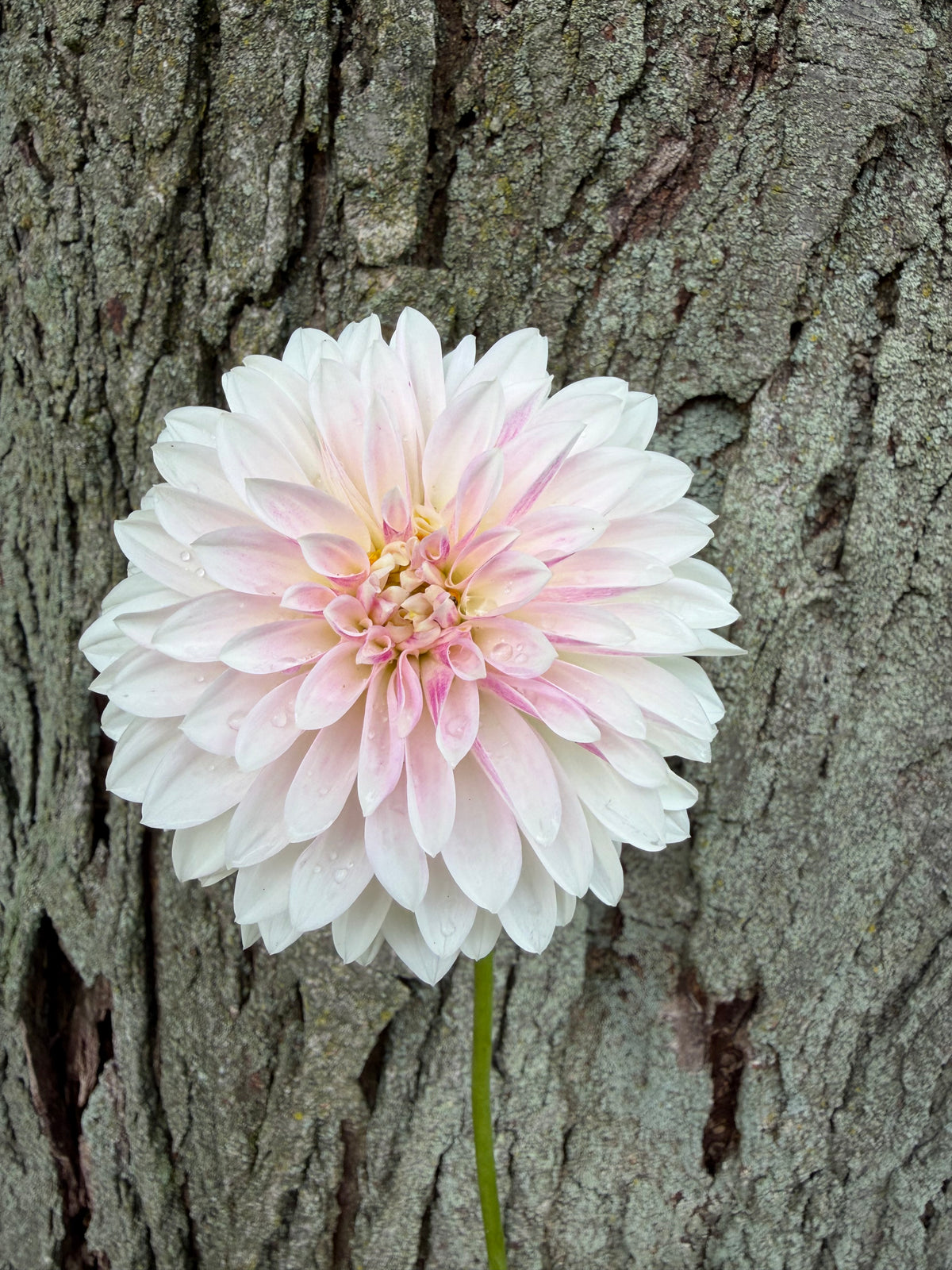 KA's® Rose Quartz Dahlia Seeds
