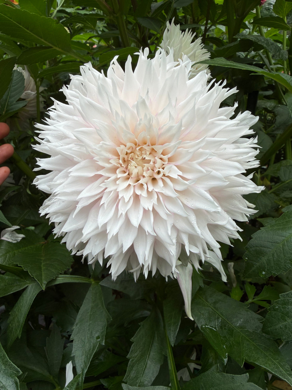 Lee's So Fresh Dahlia Seeds