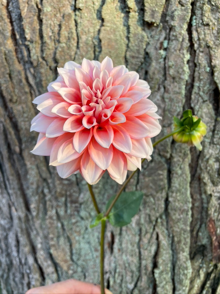 Lee's Pineberry Trifle