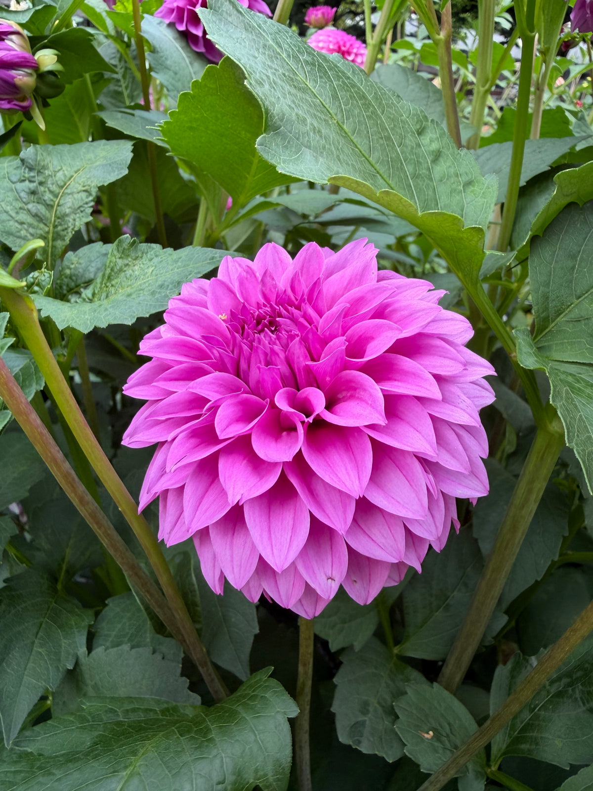 KA's® Tiny E Dahlia Seeds